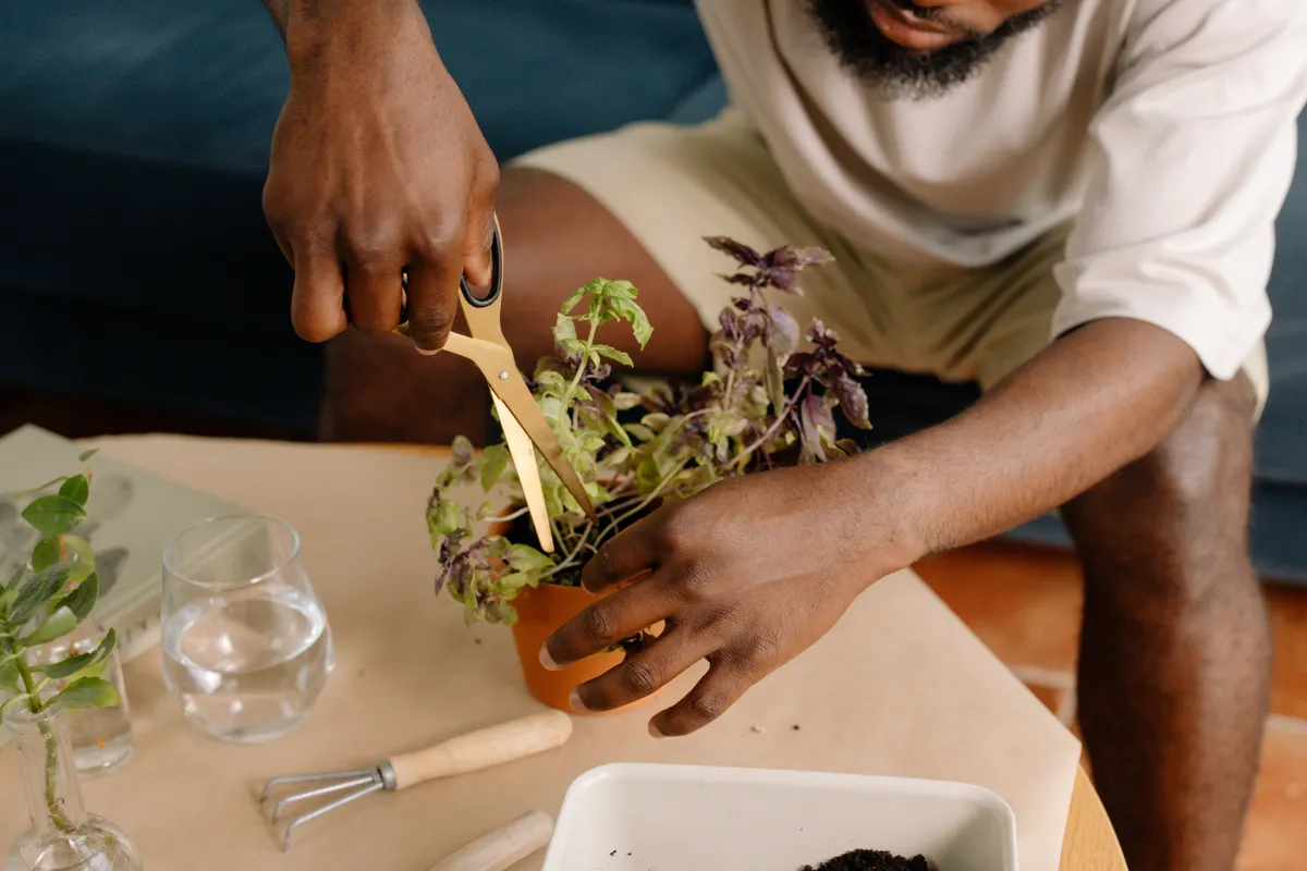 Hands harvesting fresh basil from a terracotta herb pot on a balcony railing.