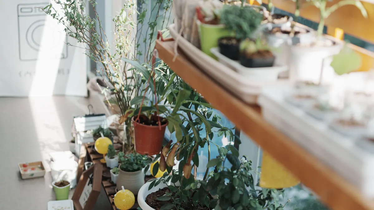 Small styled balcony with pots of herbs, salad greens, and cherry tomatoes on tiered shelving.